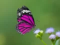 Distinguere una farfalla da una falena