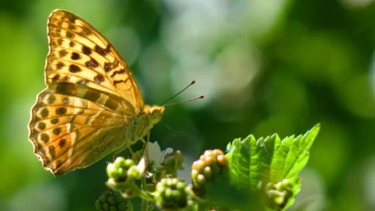 Le ali delle farfalle, meraviglia dell’evoluzione